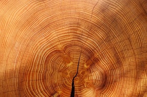 close up shot of tree rings