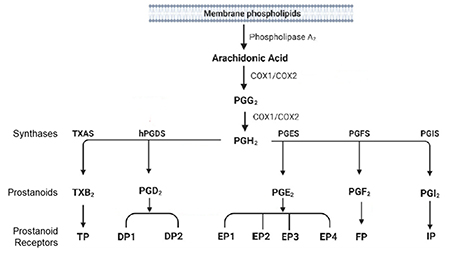 Metabolism of Arachidonic Acid by Cyclooxygenases and Prostaglandin Synthases