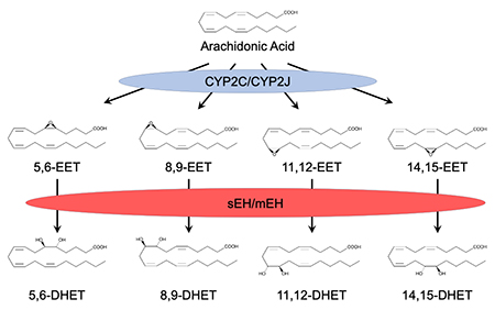 Metabolism of Arachidonic Acid by Cytochromes P450 and Epoxide Hydrolases