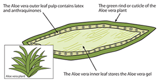 inside of an aloe leaf, displaying rind, pulp, and gel