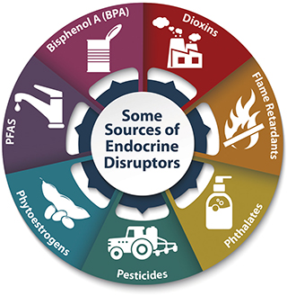 endocrine disruptor sources