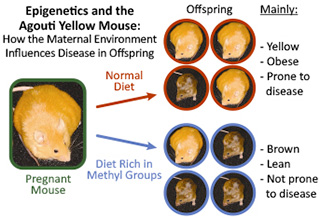 Epigenetics and the Agouti Yellow Mouse: How the Maternal Environment Influences Disease in Offspring