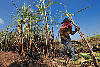 worker harvesting sugarcane crop