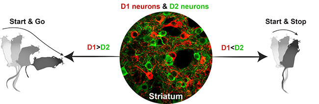 Striatrum D1 and D2 neurons controlling start and go and start and stop movement