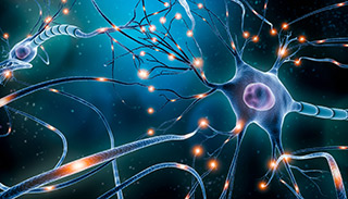 neuronal network electrical activity