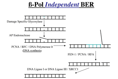 &beta;-Pol Independent BER