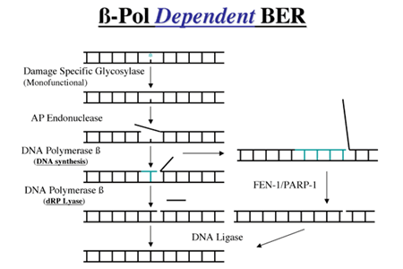 &beta;-Pol Dependent BER
