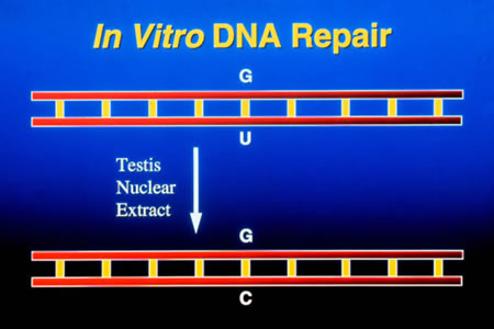 In Vitro DNA Repair