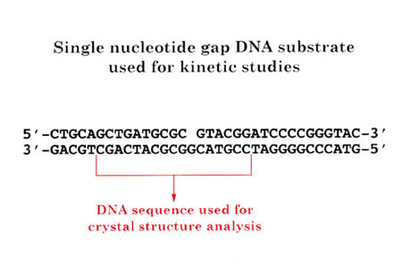 Single nucleotide gap DNA substrate used for kinetic studies