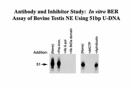 Antibody and Inhibitor Study: In Vitro BER Assay of Bovine Testis NE Using 51bp U-DNA