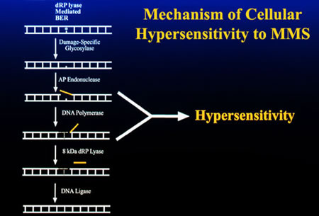 Mechanism of Cellular Hypersensitivity to MMS