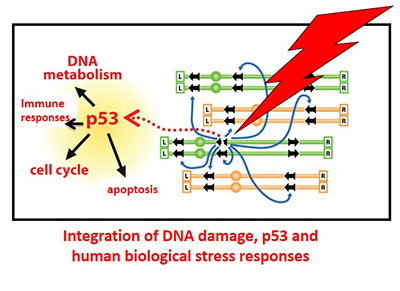 Integration of DNA damage, p53 and human biological stress responses