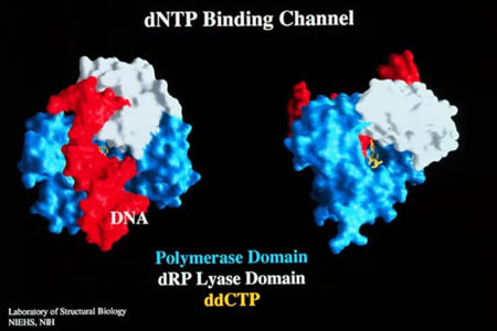 dNTP Binding Channel