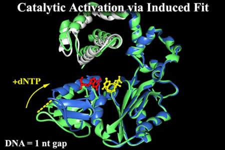 Catalytic Activation via Induced Fit