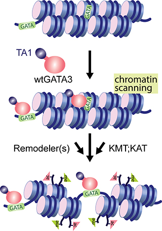 GATA3 interaction with chromatin