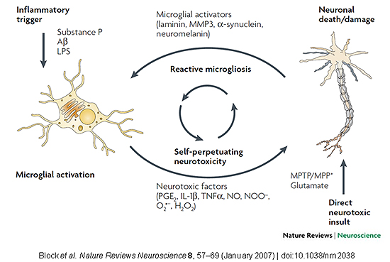 This figure shows how direct neurotoxic insults or inflammatory triggers (indirect neurotoxic insults) can generate a vicious cycle of cytotoxic and stimulatory factors that leads to low-grade, chronic neuroinflammation and progressive neuronal damage and degeneration over time.