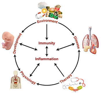 circular diagram with immunity, inflammation, environment, development, disease, therapy and physiology