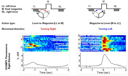 Cell type-specific neural activity measurements in behaving mice