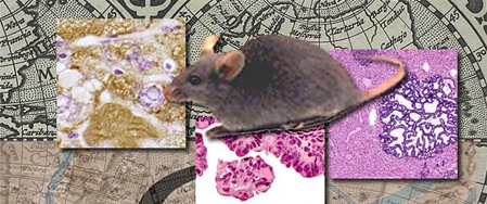 Collage of mouse on top of several tissue samples