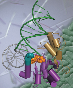 Figure1: The Genome Stability Structural Biology Group links insights into the fundamental principles of molecular recognition and processing of DNA damage to cellular function through combined structure-based functional studies. The DNA repair enzyme Aptx (Purple and gold) is displayed processing a 5′ -adenylated DNA strand break (green/grey DNA with orange 5′ -adenylated DNA lesion), and is overlaid upon protein crystals and Schizosaccharomyces pombe cells (green).