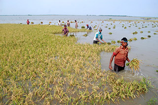 people in rice field