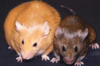 Two mice, one light orange, and one dark brown
