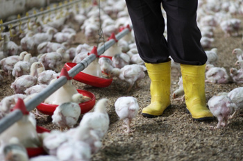 farmworker walking among chicks