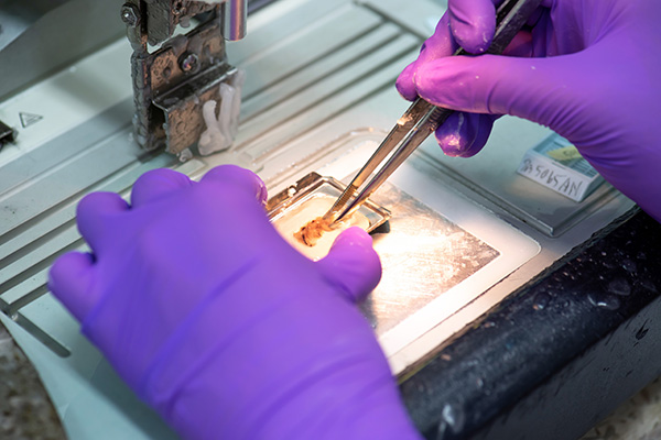 Close up of scientist's hands examining the sample 