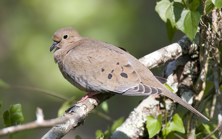 Mourning Dove