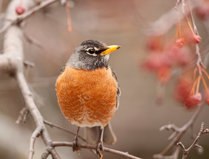 American Robin
