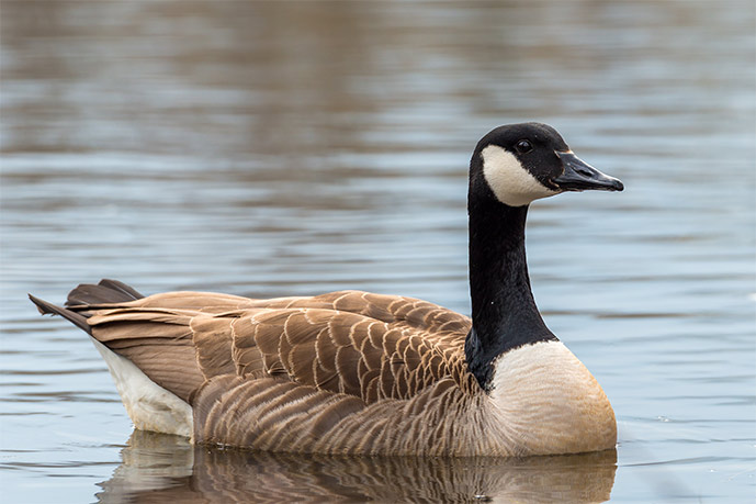 Canada Goose