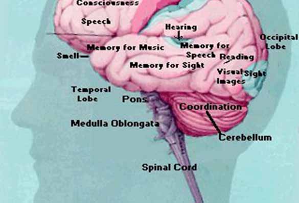 parts of your brain
