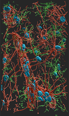 Con-focal imaging of Microglia (green), Astrocytes (red), Dapi (blue) in the adult rat hippocampus.