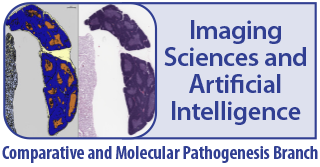 Imaging Sciences and Artificial Intelligence - Comparative and Molecular Pathogenesis Branch