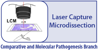 Laser Capture Microdissection - Comparative and Molecular Pathogenesis Branch