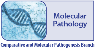 Molecular Pathology - Comparative and Molecular Pathogenesis Branch