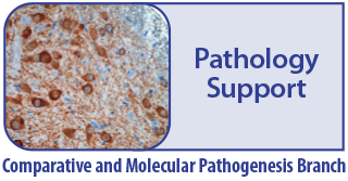 Pathology Evaluation and Peer Review - Comparative and Molecular Pathogenesis Branch