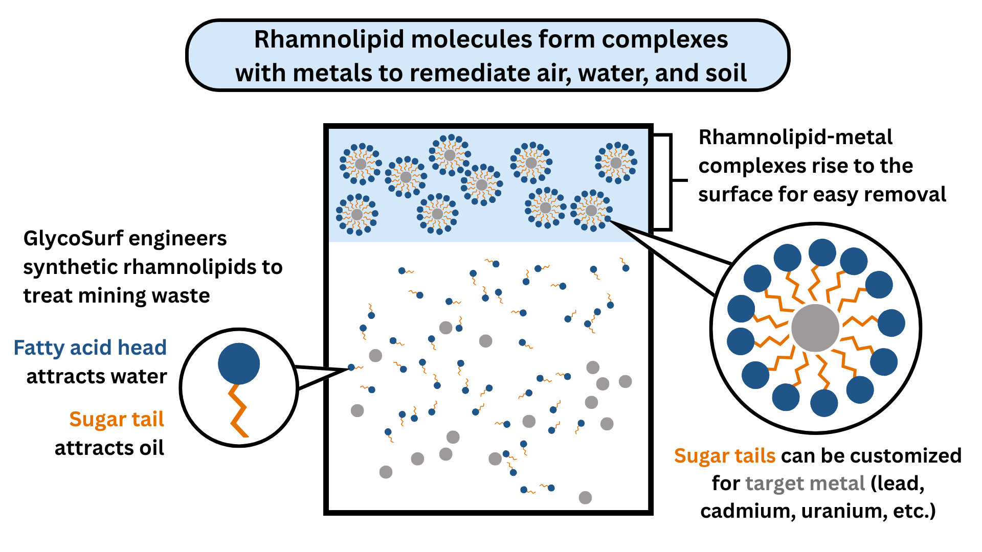 Diagram of how the rhamnolipid molecules form complexes with metals to remediate air, water, and soil. The fatty acid heads attract water, and the sugar tails attract oil, which concentrates all the rhamnolipid-metal complexes at the surface for easy removal.