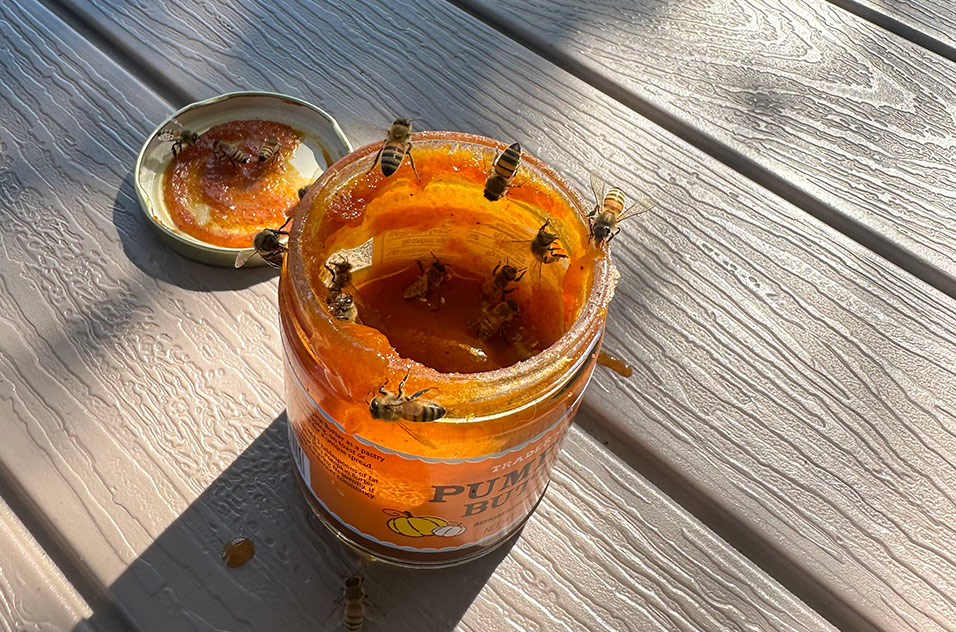 jar of honey with bees