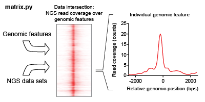 The intersection of a feature list is iteratively found for each NGS dataset in an analysis. This intersection describes the overlap of read coverage from the NGS data across genomic windows anchored on feature list positions.