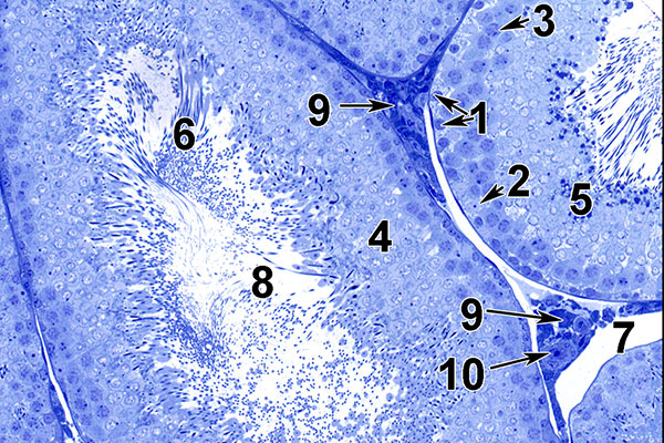 NTP Rodent Ultrastructure Atlas