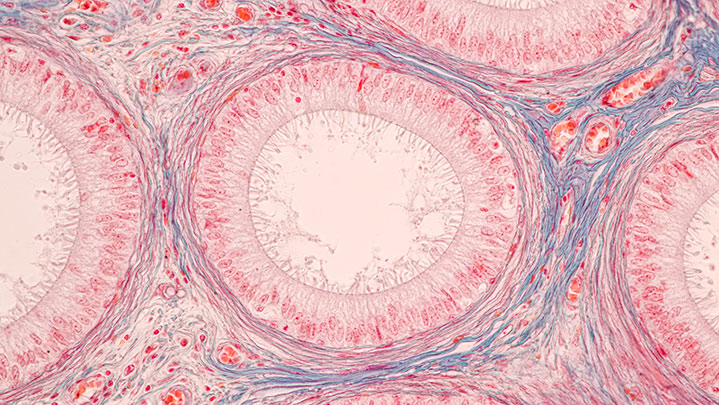human cells under microscope