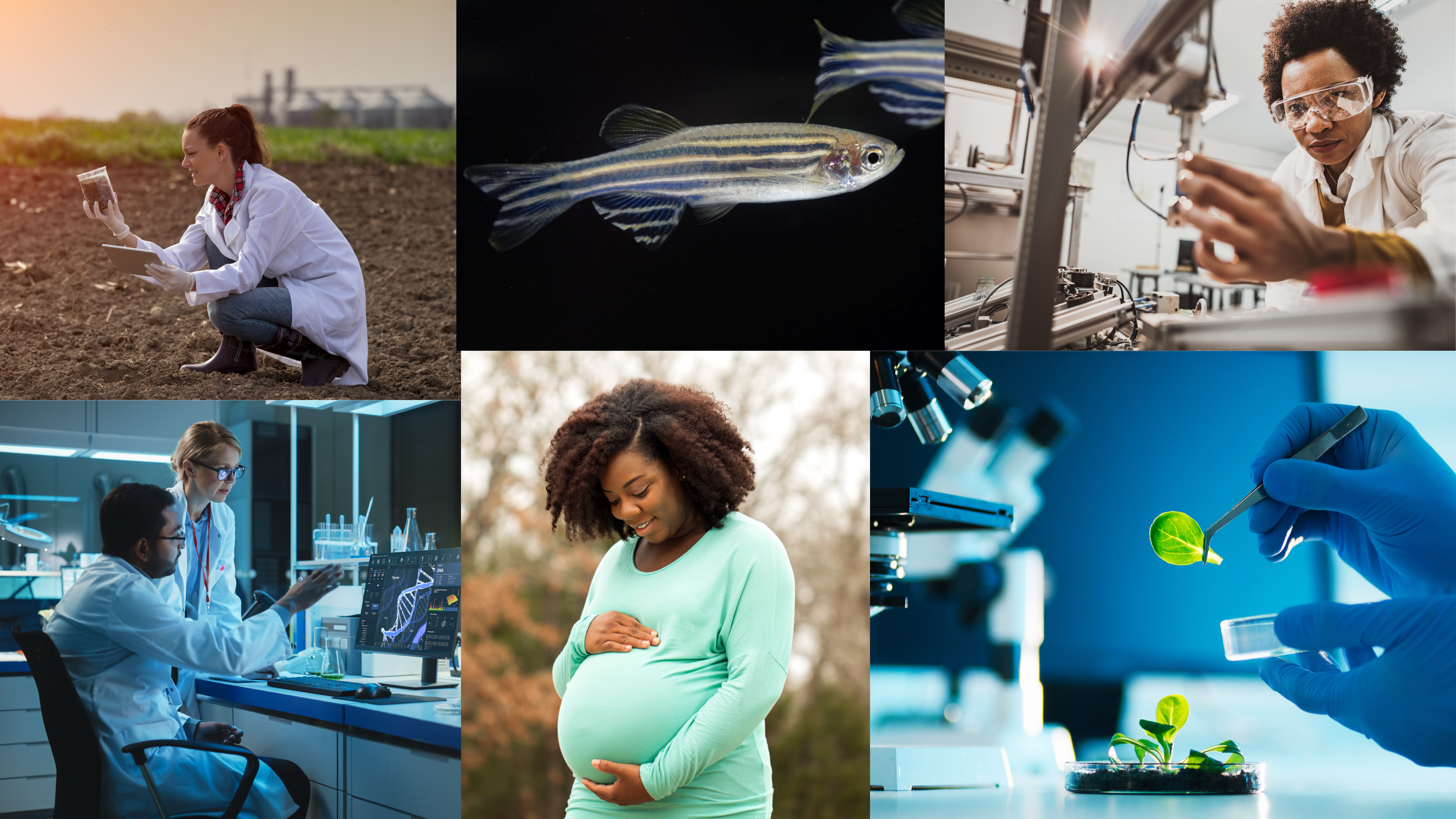 A collage of: a fish, researchers doing bench lab work, and a pregnant woman