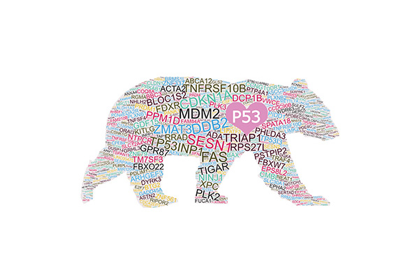 Various numbers and letter combinations written to create the shape of a bear, with P53 as the heart piece 