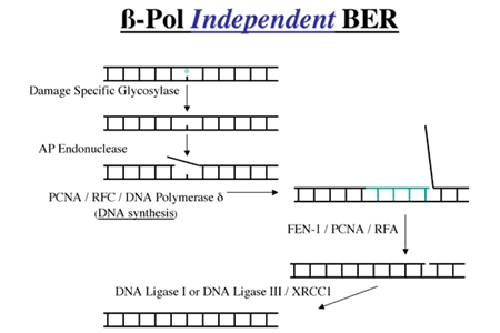 beta-Pol Independent BER structure