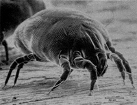 A dust mite