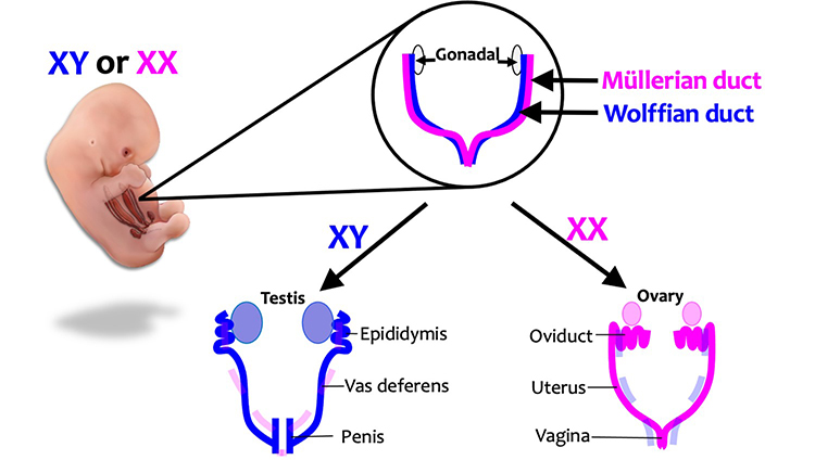 showing reproductive information on an embryo