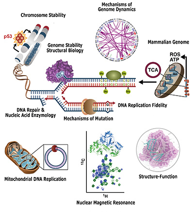 Epigenetic landscapes