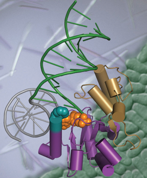The DNA repair enzyme Aptx (Purple and gold) is displayed processing a 5 -adenylated DNA strand break (green/gray DNA with orange 5-adenylated DNA lesion), and is overlaid upon protein crystals and Schizosaccharomyces pombe cells (green).