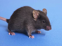 Grey mouse on blue background